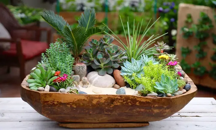 Chuẩn bị giá thể trồng sen đá ngoài trời