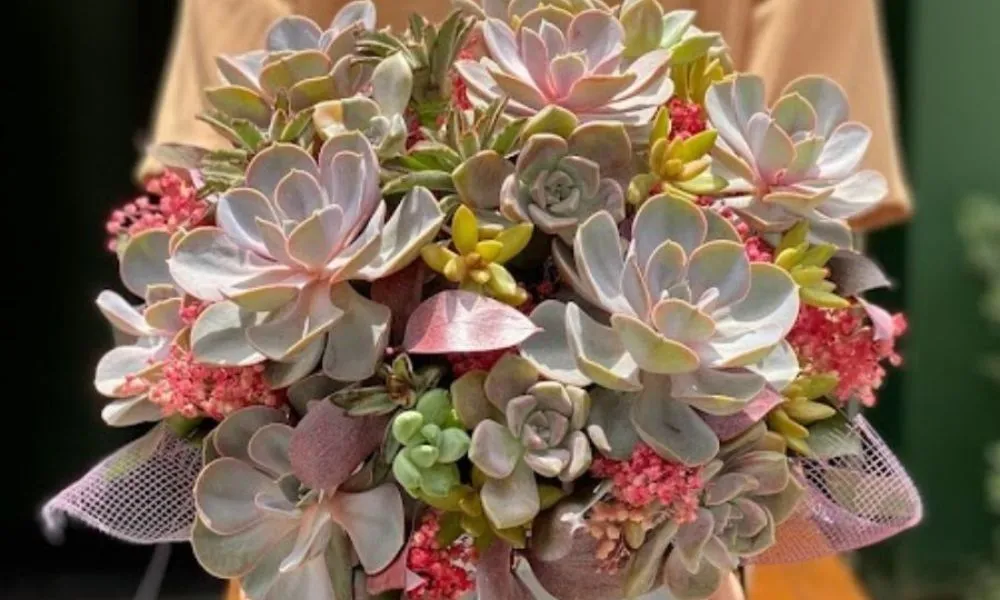 Hoa sen đá lưỡng tính, thường nở vào mùa hè, có nhiều màu sắc khác nhau tùy thuộc từng loại