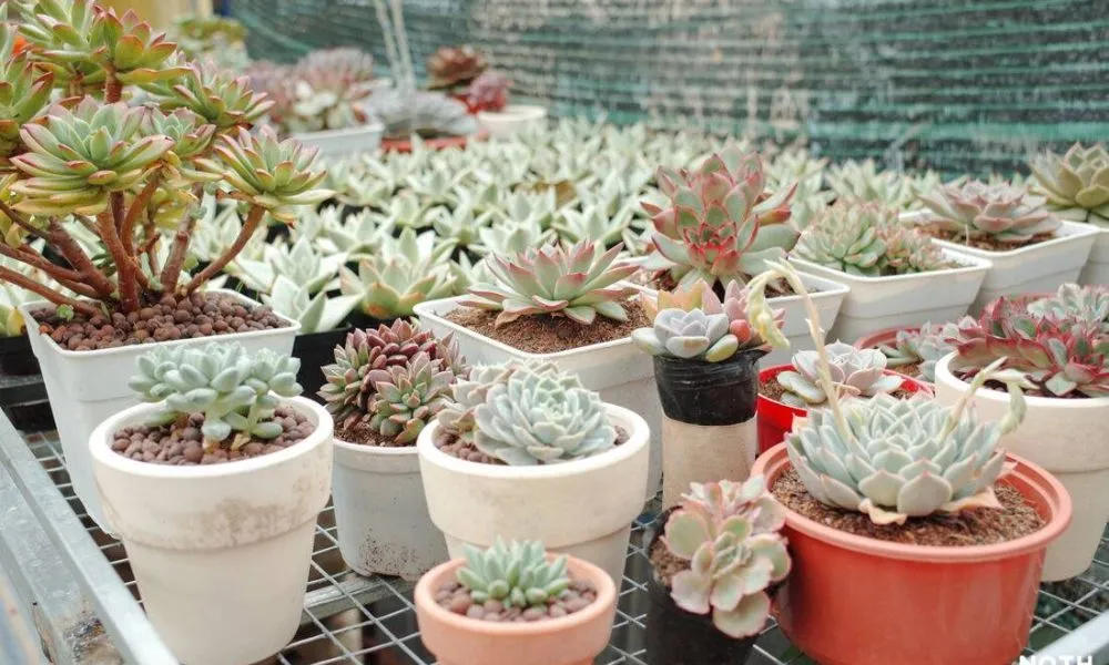 Sen đá có chịu được nắng và mưa khi trồng?