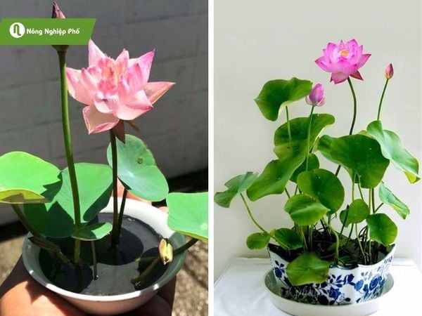 Cách Trồng Sen Nhật Mini Tại Nhà Ra Hoa Quanh Năm Đạt Chuẩn Kỹ Thuật