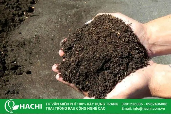 Cách Trồng Hạt Sen Nhật Mini: Hướng Dẫn Chi Tiết A-Z Tại Nhà