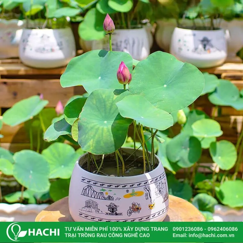 CÃ¡ch trá»“ng sen mini nháº­t khÃ´ng cáº§n bÃ¹n