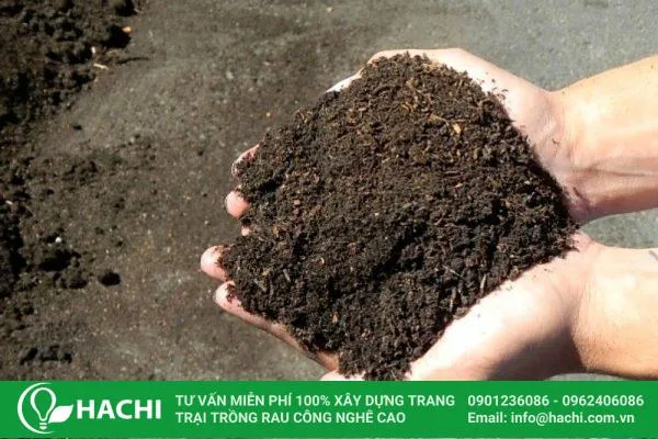 Chuáº©n bá»‹ Ä‘áº¥t khi tiáº¿n hÃ nh theo cÃ¡ch trá»“ng sen Nháº­t thá»§y canh