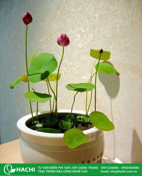 Cách Trồng Hạt Sen Mini Thủy Canh Đạt Tỉ Lệ Nảy Mầm Cao