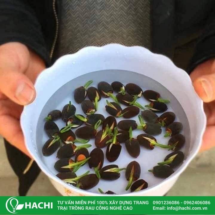 Cách Trồng Hạt Sen Mini Thủy Canh Đạt Tỉ Lệ Nảy Mầm Cao