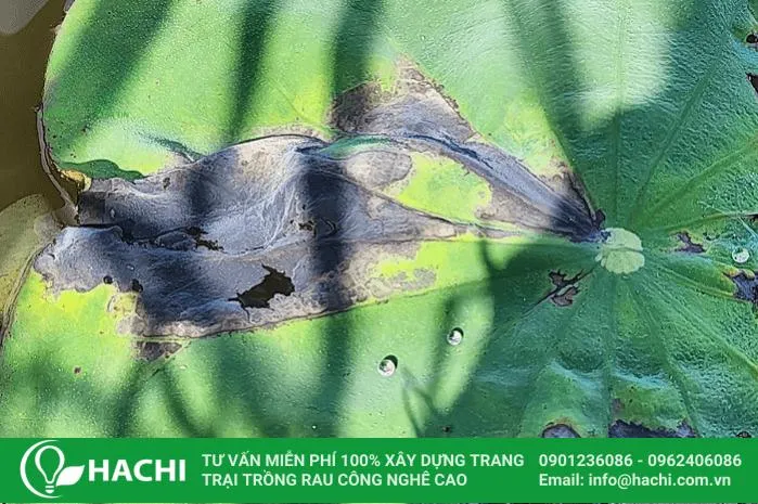 CÃ¡ch trá»“ng thá»§y canh sen mini nháº­t báº£n táº¡i nhÃ 