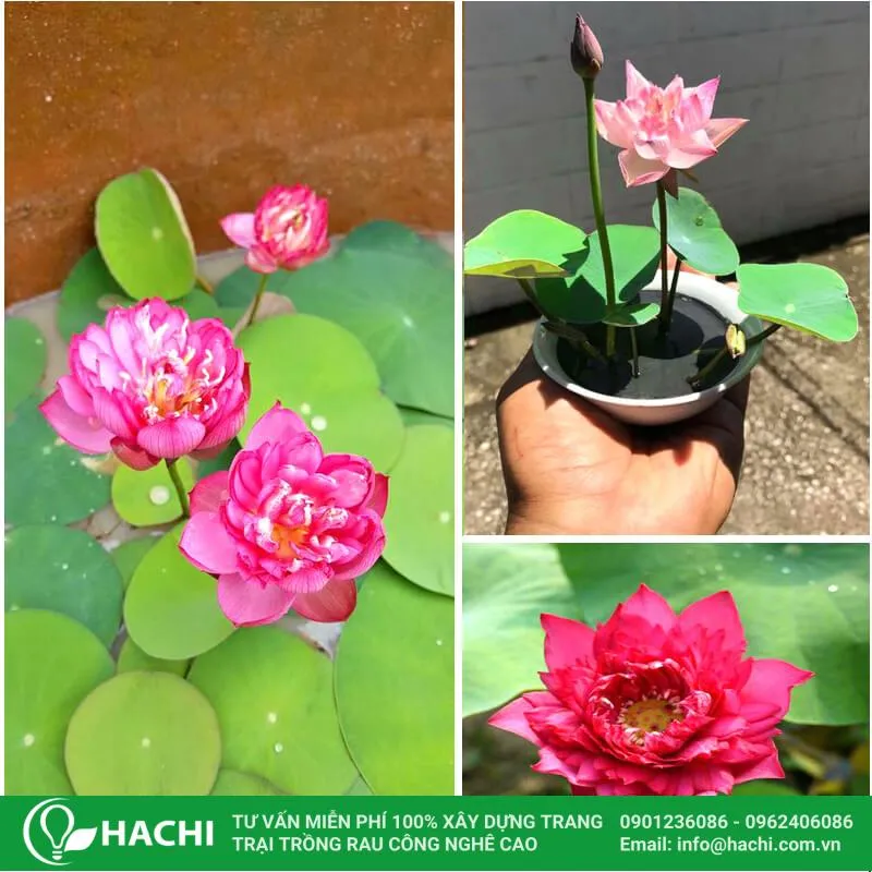 CÃ¡ch trá»“ng sen Nháº­t mini thá»§y canh