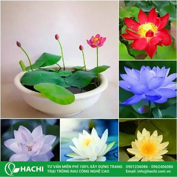 CÃ¡ch trá»“ng sen Nháº­t thá»§y canh