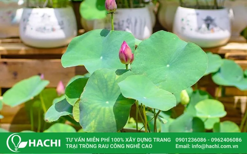 CÃ¡ch trá»“ng sen Nháº­t thá»§y canh