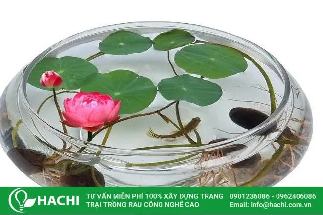 Trá»“ng sen vÃ o cháº­u