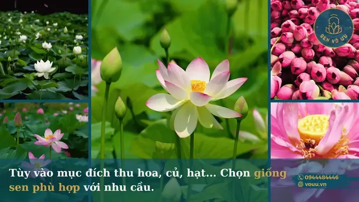 Cảnh quan ao sen xanh tốt, mô tả cách trồng sen trong ao hồ chuyên nghiệp