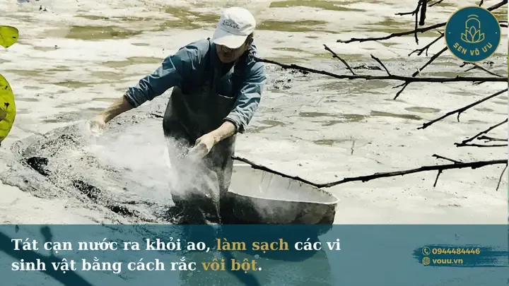 Kỹ thuật quản lý mực nước và bón phân cho sen phát triển