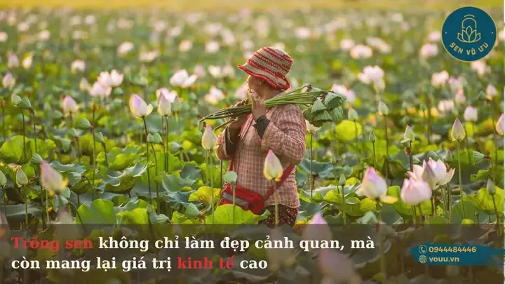 Quy trình thu hoạch ngó sen và hạt sen sau khi áp dụng cách trồng sen trong ao hồ