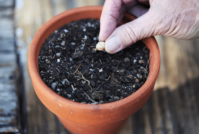 Trồng hạt sen đã nảy mầm vào chậu nhỏ trước khi đặt vào hồ cá