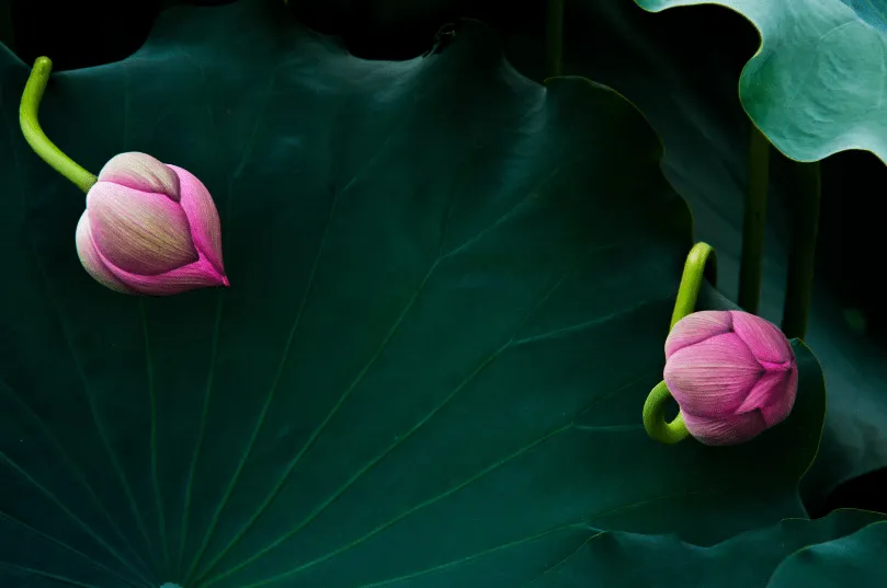 Kiểm tra cây sen thường xuyên để phát hiện sớm và phòng trừ sâu bệnh bằng phương pháp an toàn