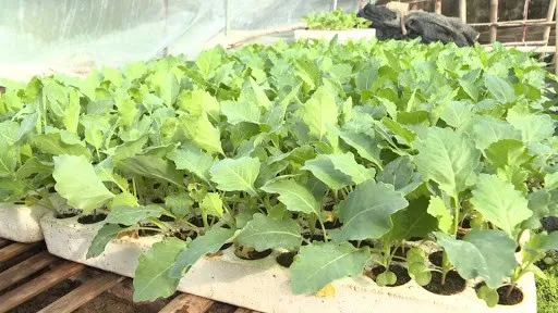 Cây Su Hào con chuẩn bị đem trồng