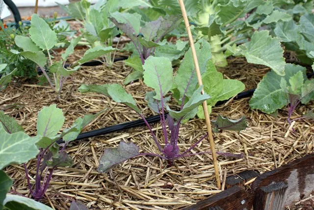 Che phủ gốc su hào bằng rơm rạ