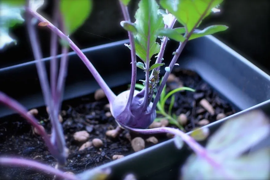 Cây su hào trong chậu ngay tại Sài Gòn