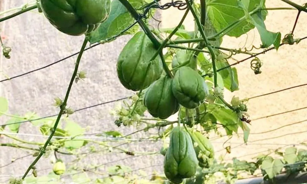 Lịch trồng và thời vụ cách trồng su su đạt năng suất cao