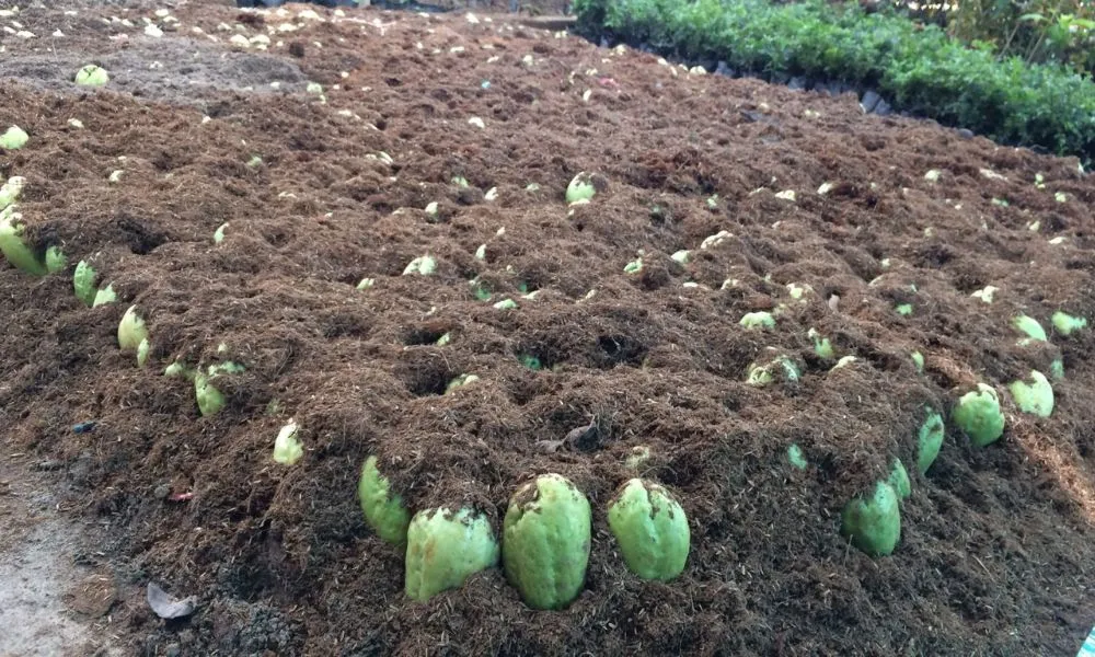 Hình ảnh quả su su giống đạt chuẩn với mầm đã nảy mầm