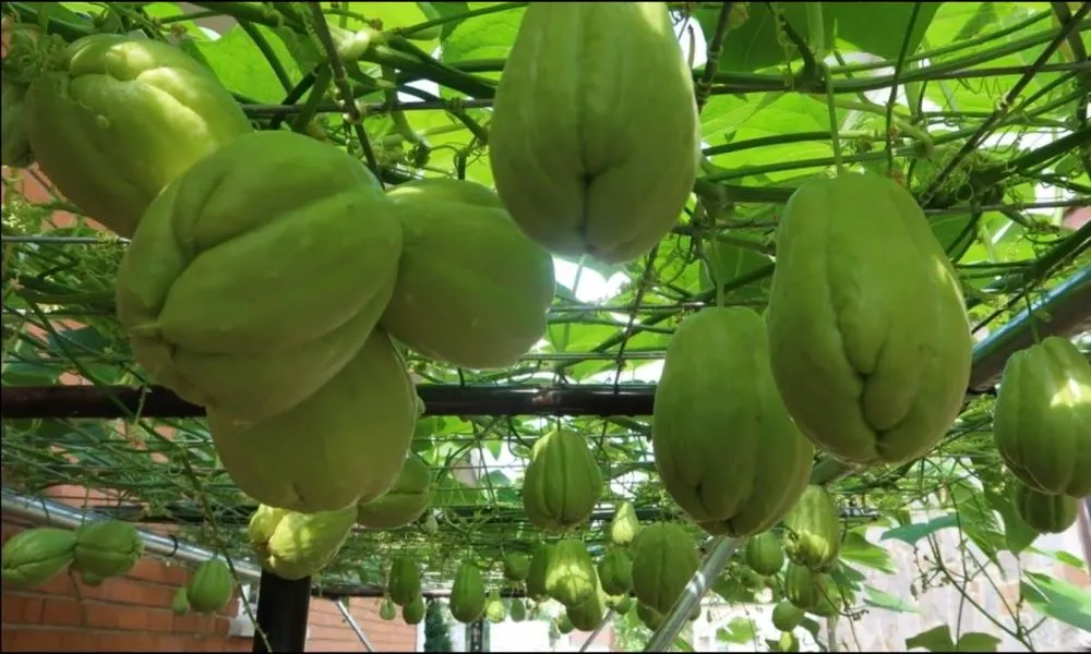 Cây su su con đang leo giàn, hình ảnh minh họa quy trình chăm sóc