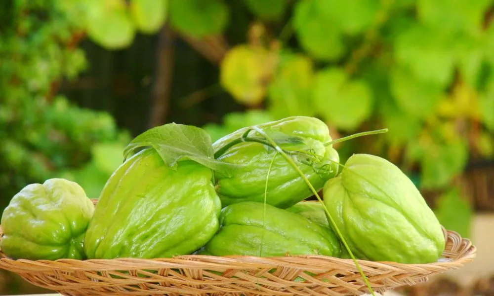 Thu hoạch su su non có kích thước 5-7cm để đảm bảo độ giòn ngon