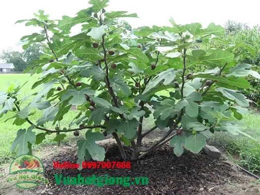 Quá trình cây sung mỹ con đang phát triển hệ thống thân lá