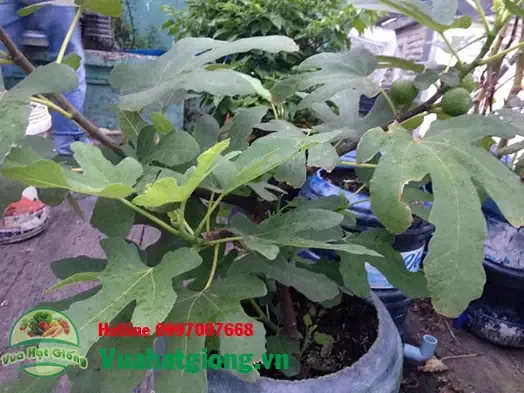 Gieo hạt sung mỹ trong khay ươm để kiểm soát tốt môi trường