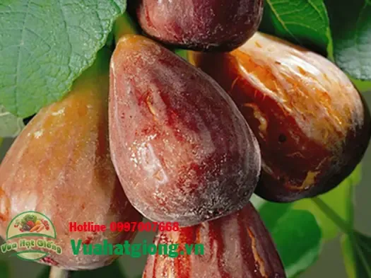 Thân cây sung mỹ đã được trồng cố định và bắt đầu ra quả