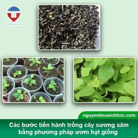 Cây sương sâm con đang phát triển từ cành giâm trong chậu ươm