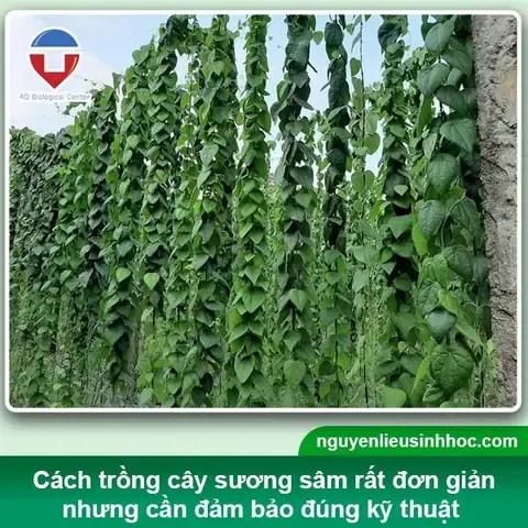 Cành sương sâm bánh tẻ được cắt và xử lý để chuẩn bị giâm cành
