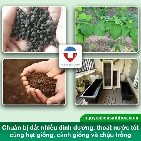 Các loại vật tư và dụng cụ cần thiết để trồng sương sâm bằng cành