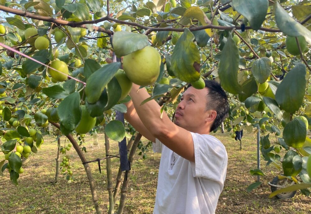Cách Trộn Đất Trồng Bầu Hiệu Quả Nhất Để Cây Phát Triển Khỏe Mạnh
