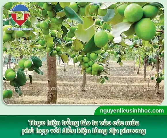 Thời Vụ Thực Hiện Cách Trồng Táo Ta Bằng Hạt