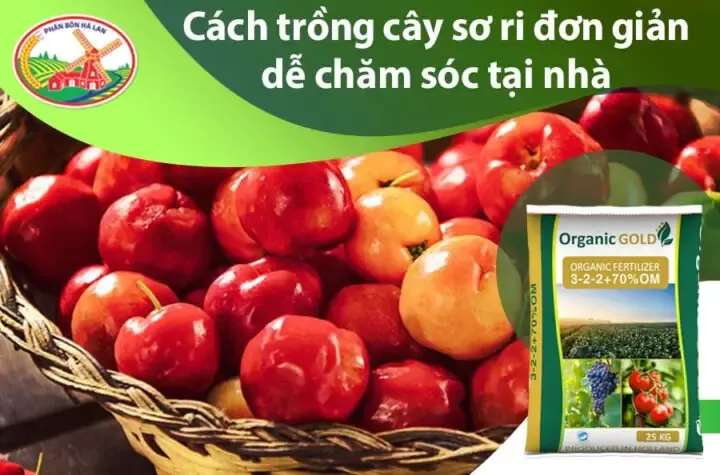 Cây Táo Xanh Con Đang Phát Triển Trong Chậu