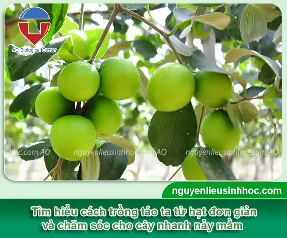 Tổng Quan Về Cách Trồng Táo Ta Bằng Hạt