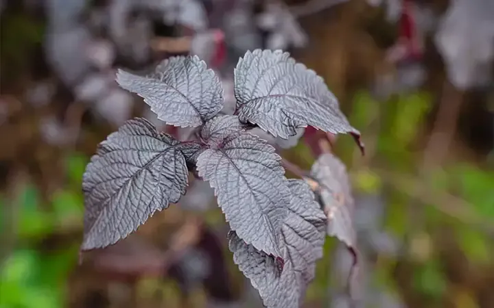 Hướng dẫn chi tiết quy trình cách trồng tía tô Nhật bằng hạt giống