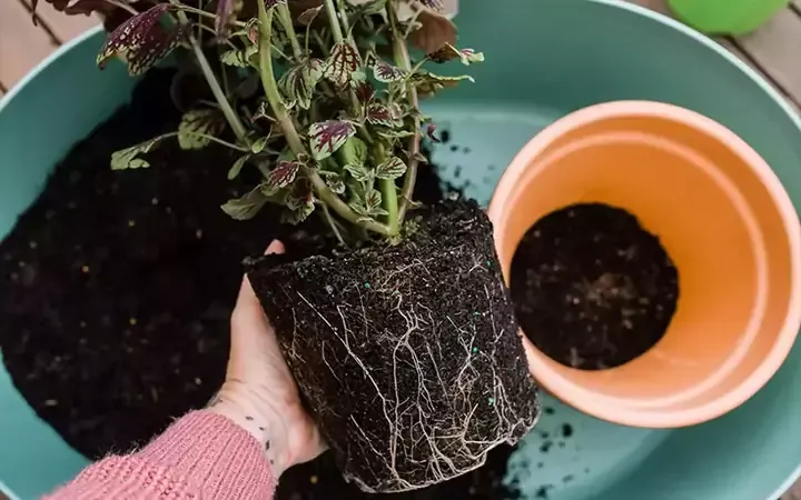 Một số dụng cụ làm vườn cơ bản cần chuẩn bị khi trồng tía tô Nhật tại nhà