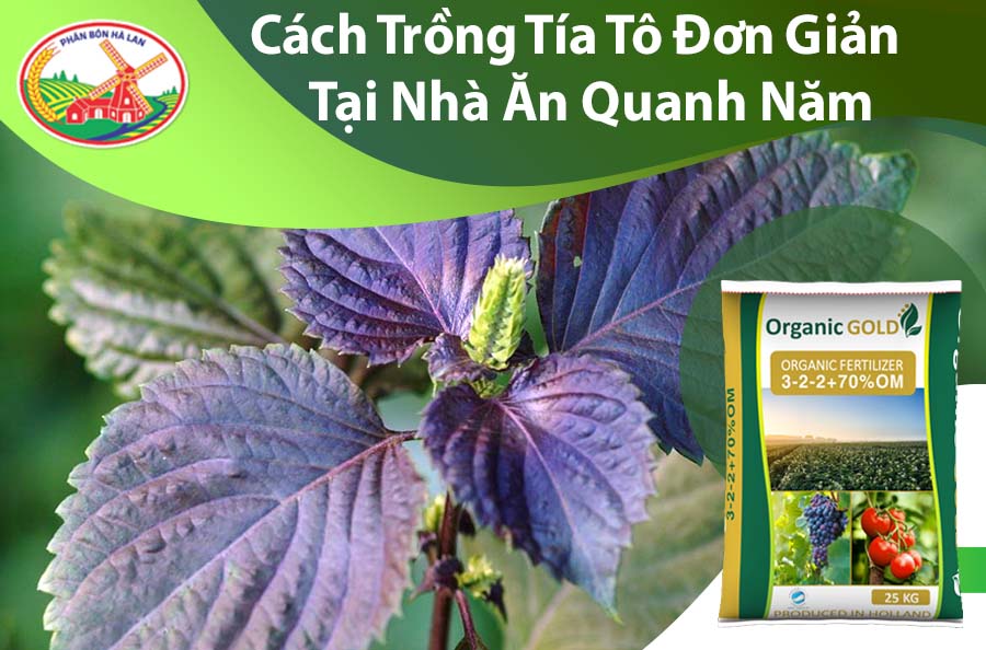 Cách Trồng Rau Dền Tía Đạt Năng Suất Cao Ngay Tại Nhà