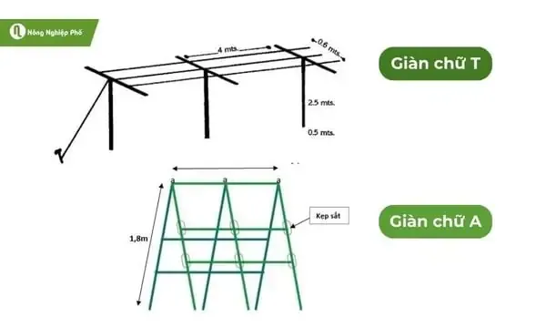 Hình ảnh so sánh các kiểu giàn leo phổ biến, thích hợp cho tiêu ác, như giàn chữ A và giàn trụ đứng