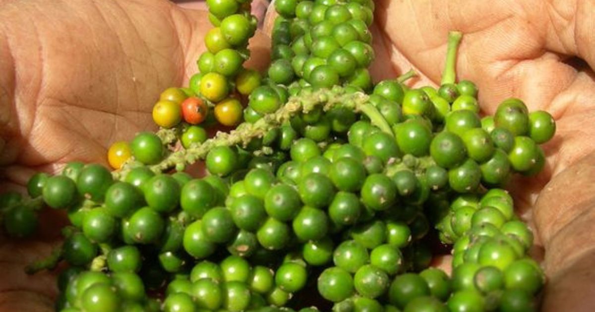 Cách Trồng Mai Trong Chậu: Hướng Dẫn Kỹ Thuật Đạt Chuẩn Chuyên Gia