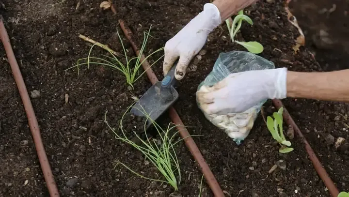 Hình ảnh củ tỏi ta sau khi thu hoạch và phơi khô đạt chuẩn theo quy trình trồng tỏi