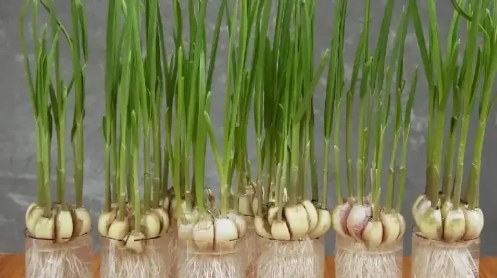 Quá trình bón phân và xới xáo đất để chăm sóc cây theo hướng dẫn cách trồng tỏi ta hiệu quả