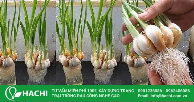 Khi bộ rễ tỏi ổn định mới bạn bắt đầu thay nước định kì 1 tuần/lần cho tỏi