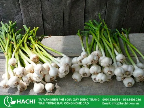 Tỏi mang lại nhiều lợi ích cho sức khỏe