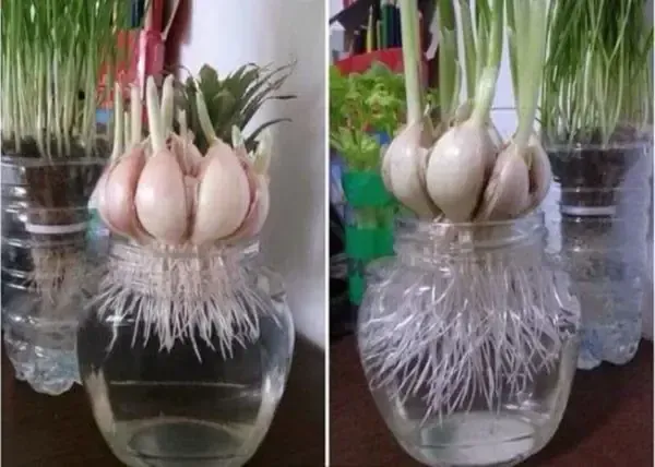 Nhận biết thời điểm thu hoạch lá tỏi tươi non từ phương pháp trồng tỏi trong lọ