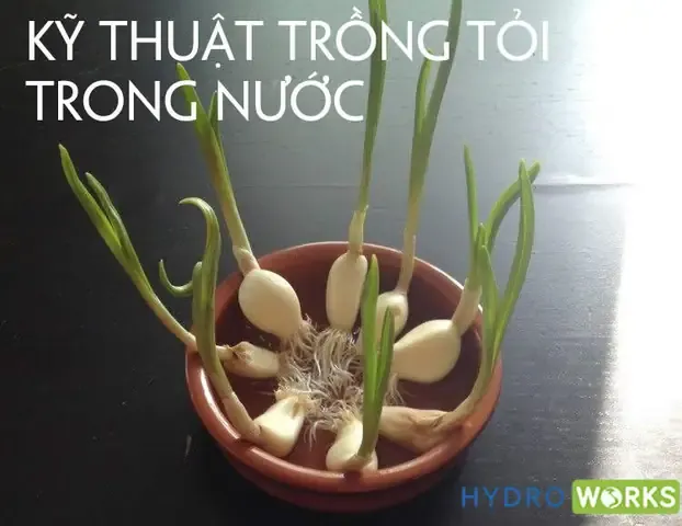 Các bước chuẩn bị đất và đặt tép tỏi để đảm bảo củ phát triển tốt trong quy trình trồng tỏi từ củ