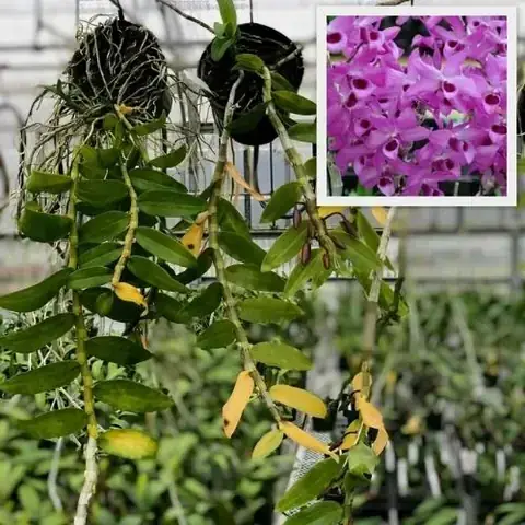 Cách Trồng Cây Trầm Hương: Hướng Dẫn Kỹ Thuật Toàn Diện Từ A Đến Z