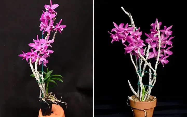 Cây Lan Trầm Tím Myanmar Phát Triển Khỏe Mạnh, Lá Xanh Bóng