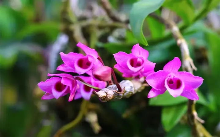 Mặt Hoa Lan Trầm Tím Myanmar Rực Rỡ, Hương Thơm Đặc Trưng